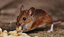 24 Hour & Emergency Exterminators in Whitcomb Heights, IN